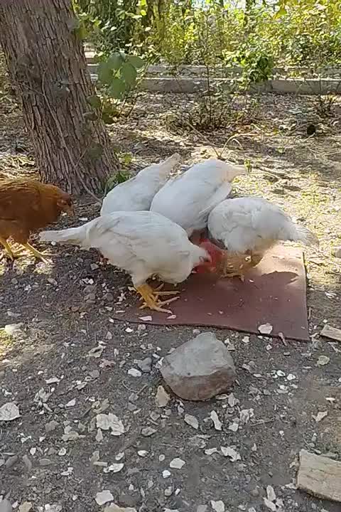 مرغ خروس|حیوانات مزرعه|تهران, چوب تراش|دیوار