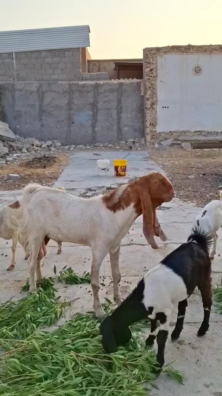 دو پازن پا کستانی ویک بز درجه یک آدرس کاکی|حیوانات مزرعه|بوشهر, |دیوار