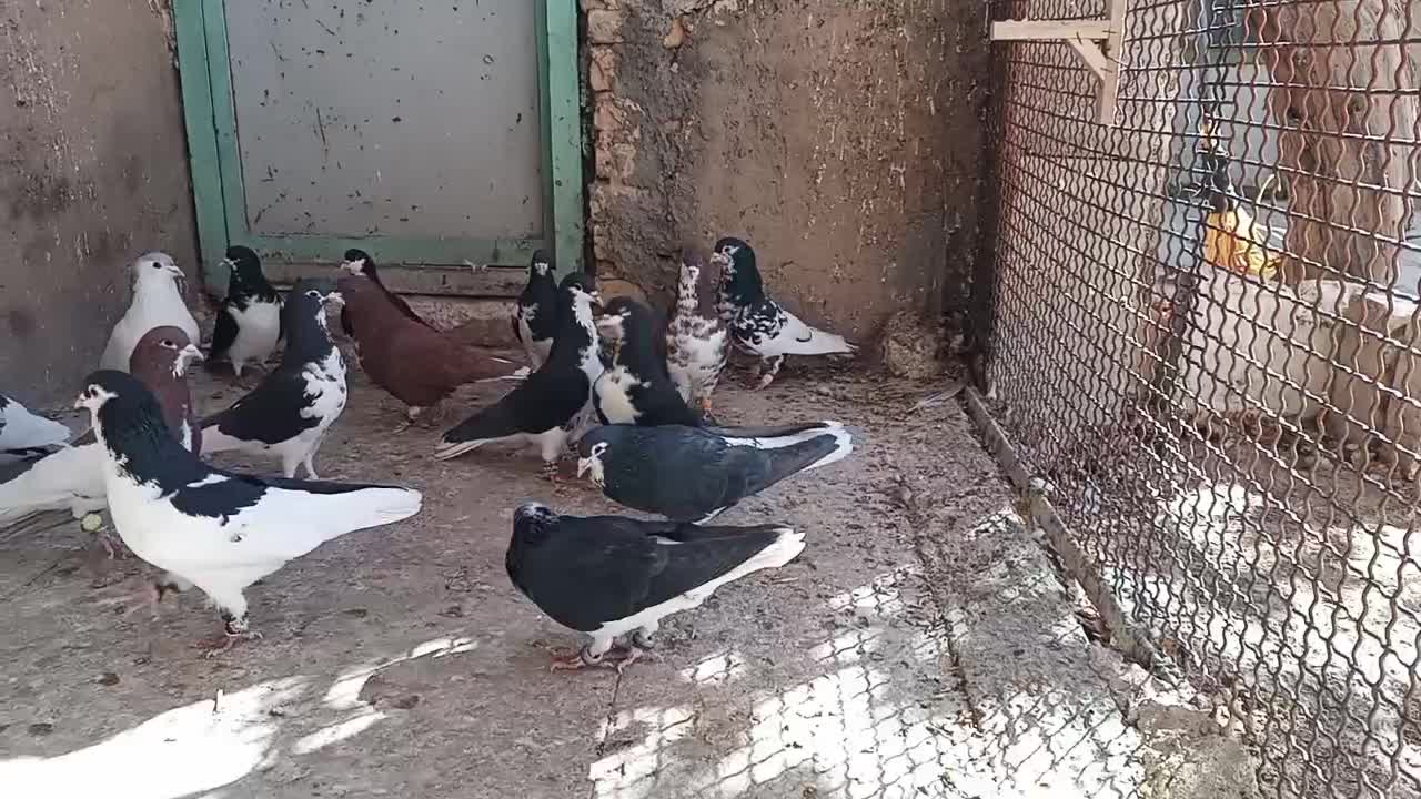 تعدادی چپ و راست|پرنده|پاسارگاد, |دیوار