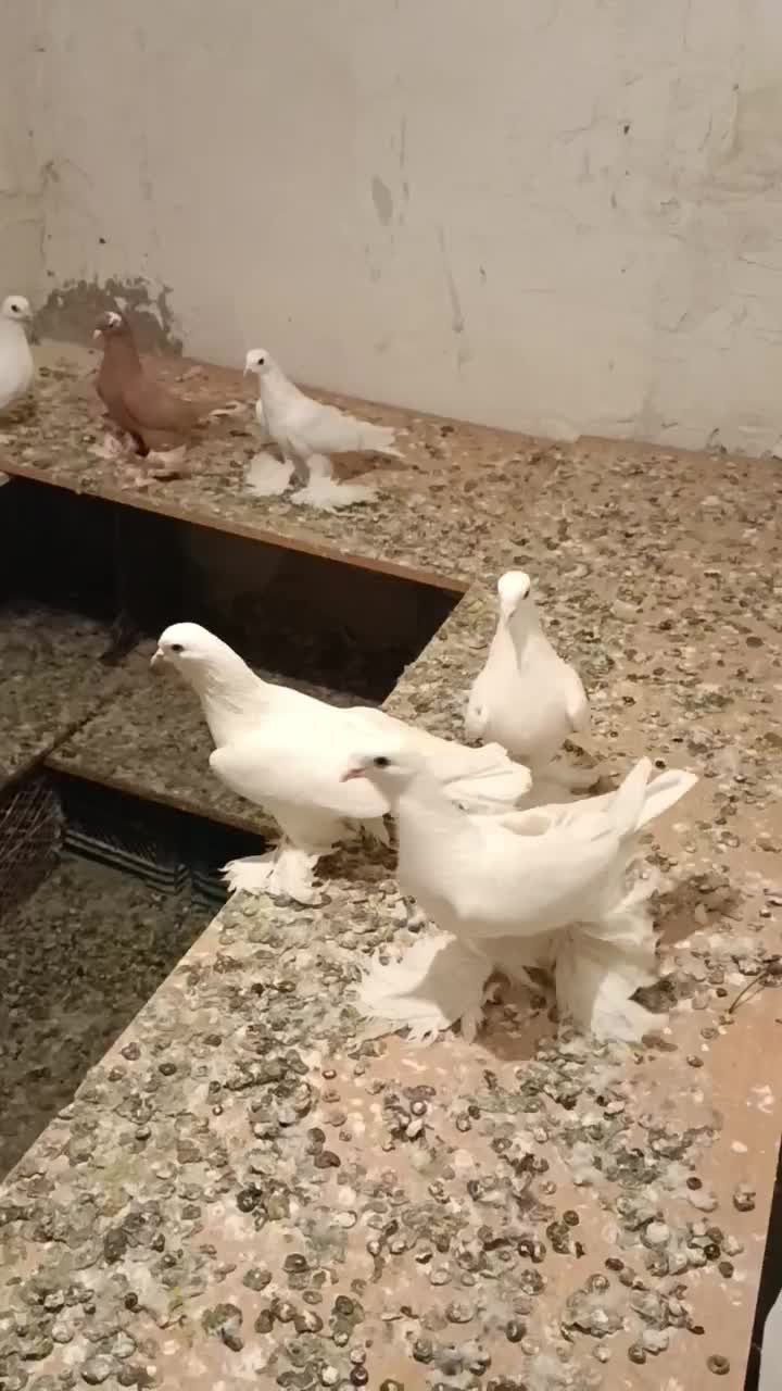 کفتر پا پر|پرنده|تبریز, |دیوار