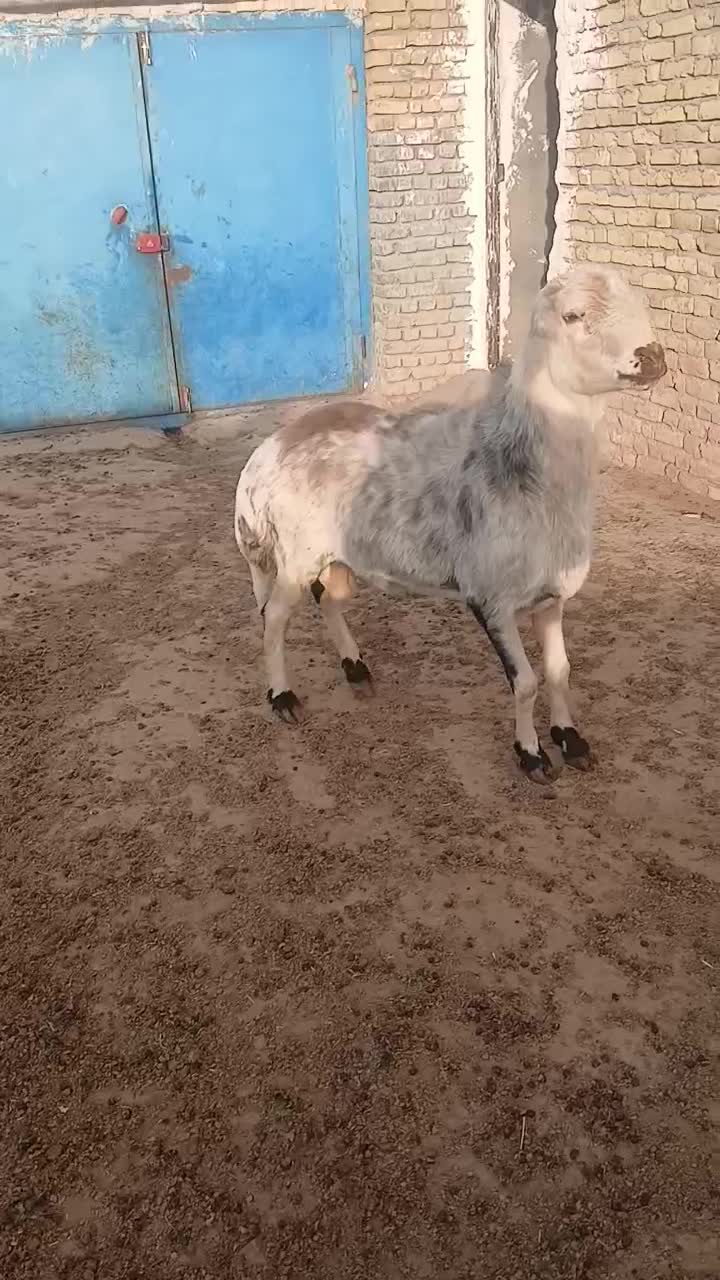 شیشک چهار دندون خال|حیوانات مزرعه|زاوه, |دیوار