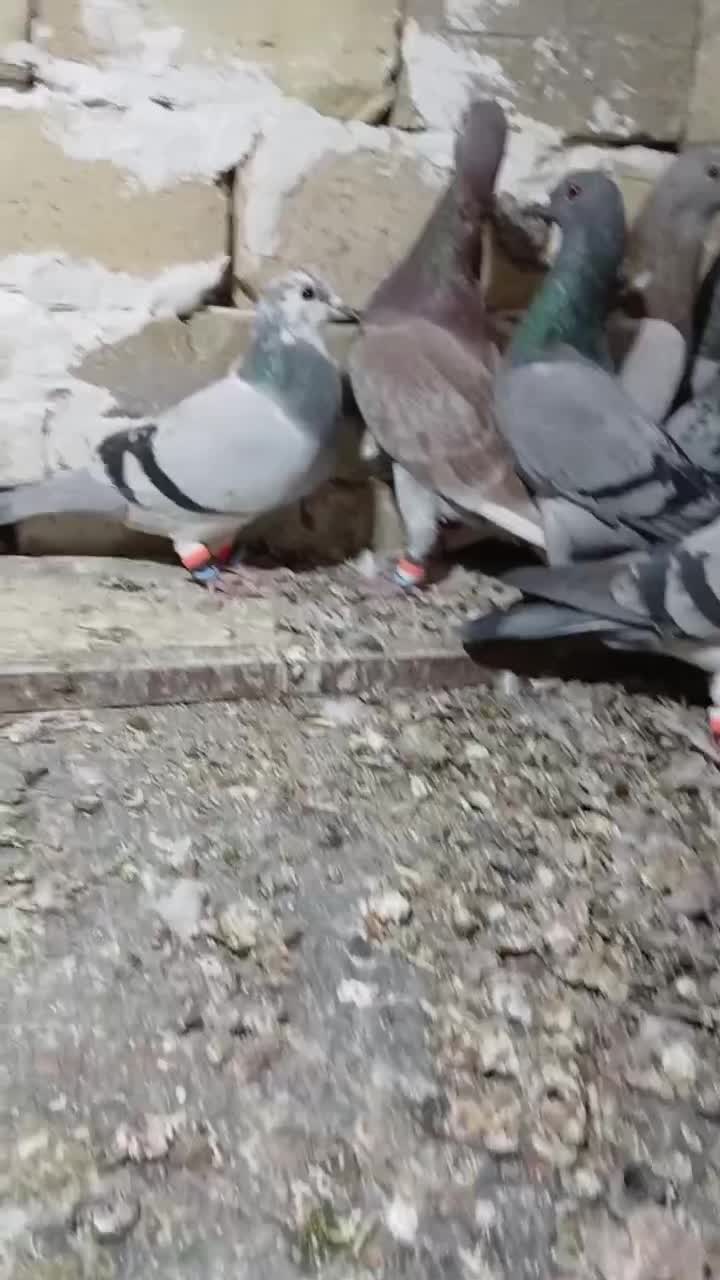 کفترای پلاکی پرنده|پرنده|زاویه, |دیوار