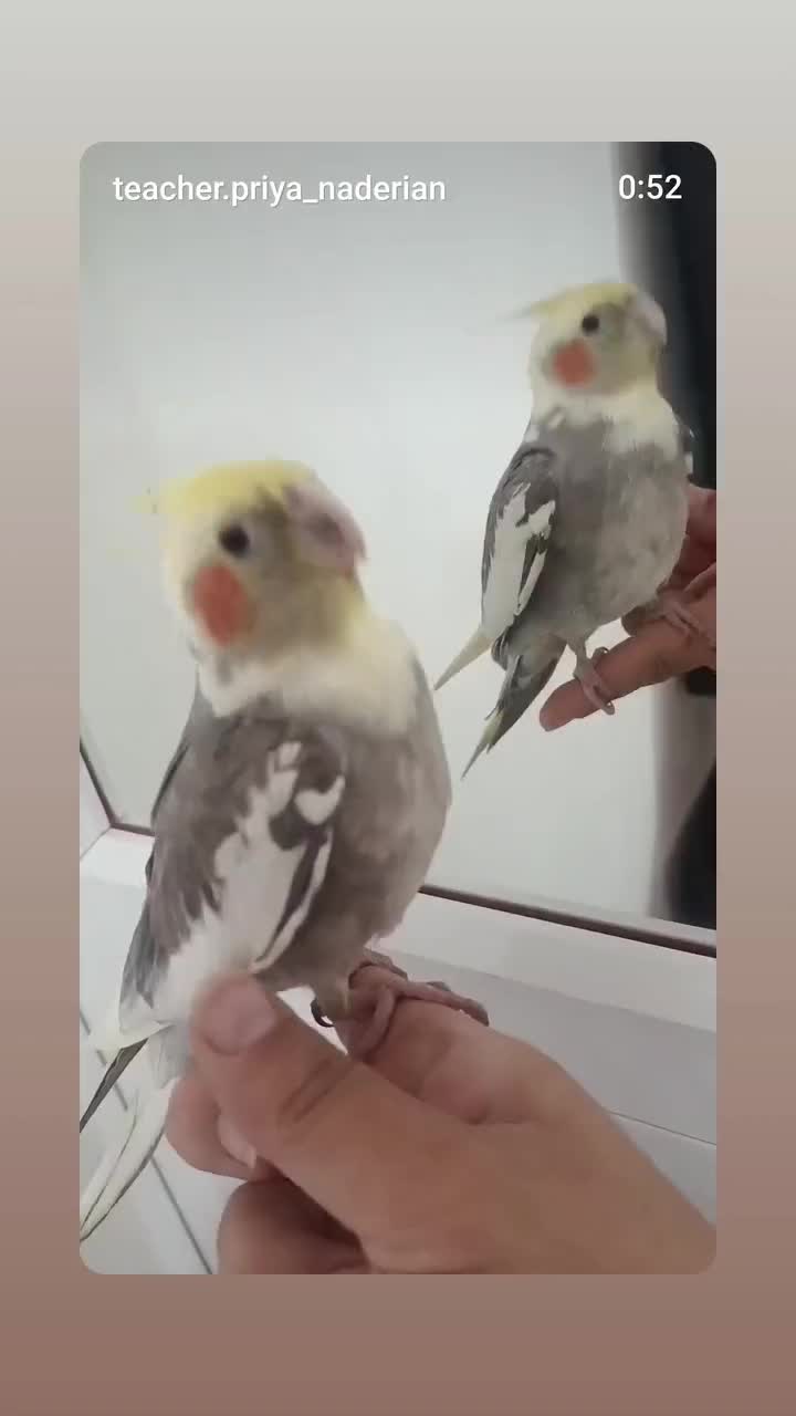 عروس هلندی گمشده شهرضا|پرنده|شهرضا, |دیوار