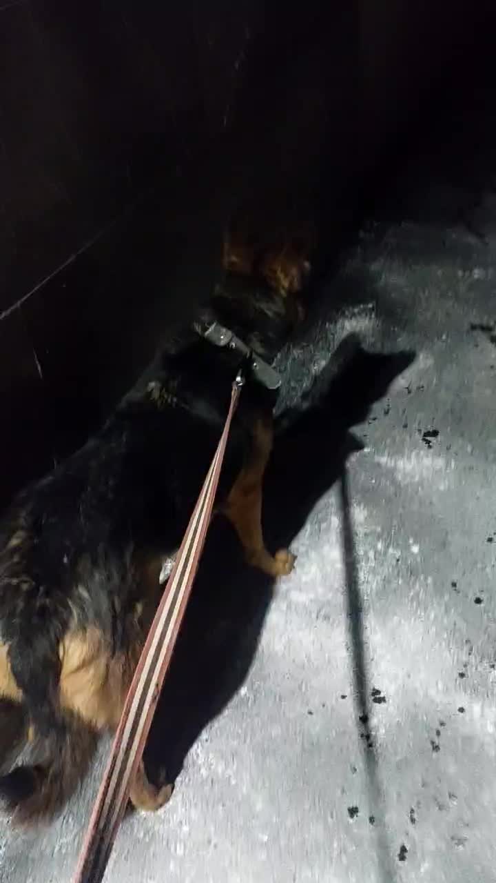 سگ ژرمن|سگ|باغستان, |دیوار