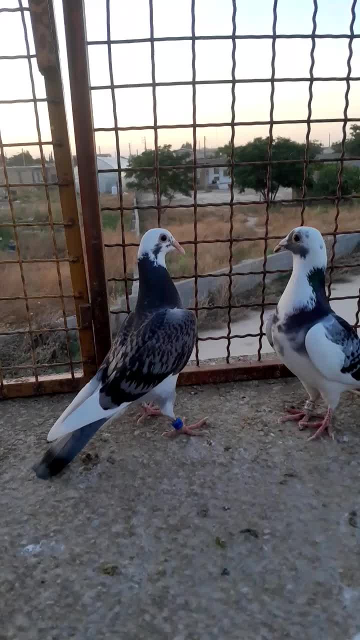 کبوتر|پرنده|گنبد کاووس, |دیوار
