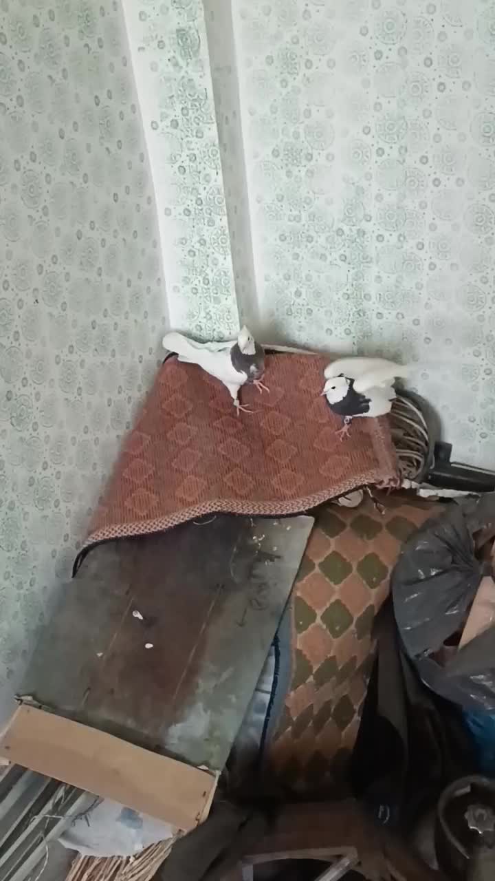 طوقی روزگاری|پرنده|لردگان, |دیوار