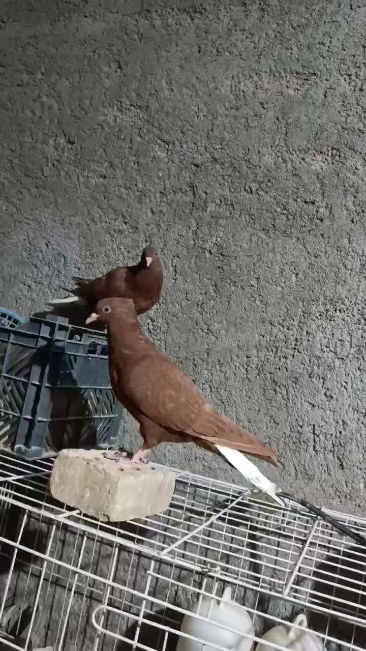 کبوتر یاپرنده|پرنده|کارون, |دیوار