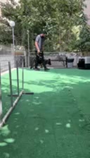 اموزش سگ/ مربی سگ/ تربیت سگ|خدمات آموزشی|نور, |دیوار