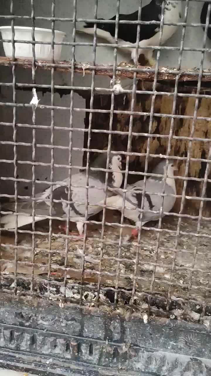 کفتر|پرنده|مشهد, گرجی علیا|دیوار