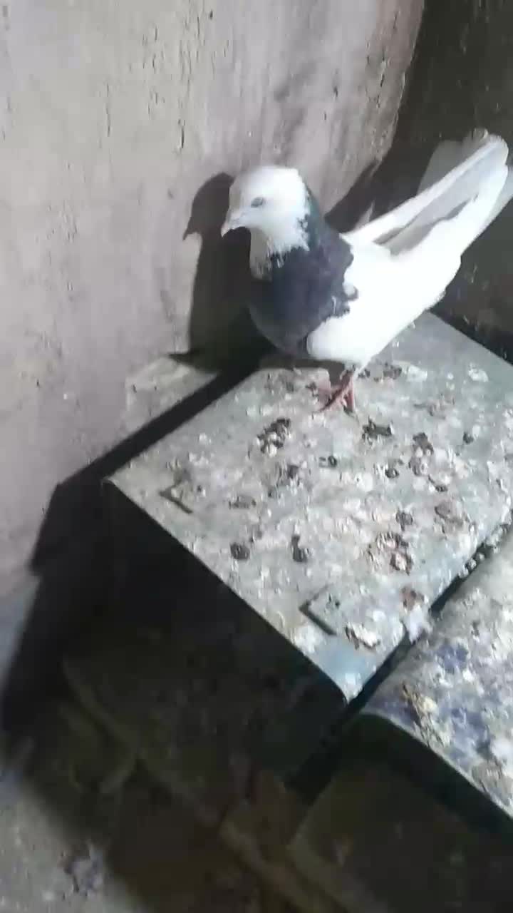 کبوترشونی وطوقی|پرنده|سیلاخور, |دیوار