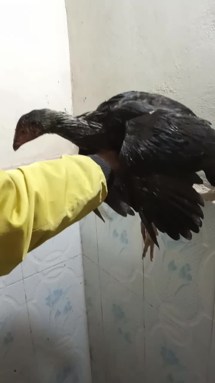 لاری فریمان|حیوانات مزرعه|مشهد, آبکوه|دیوار