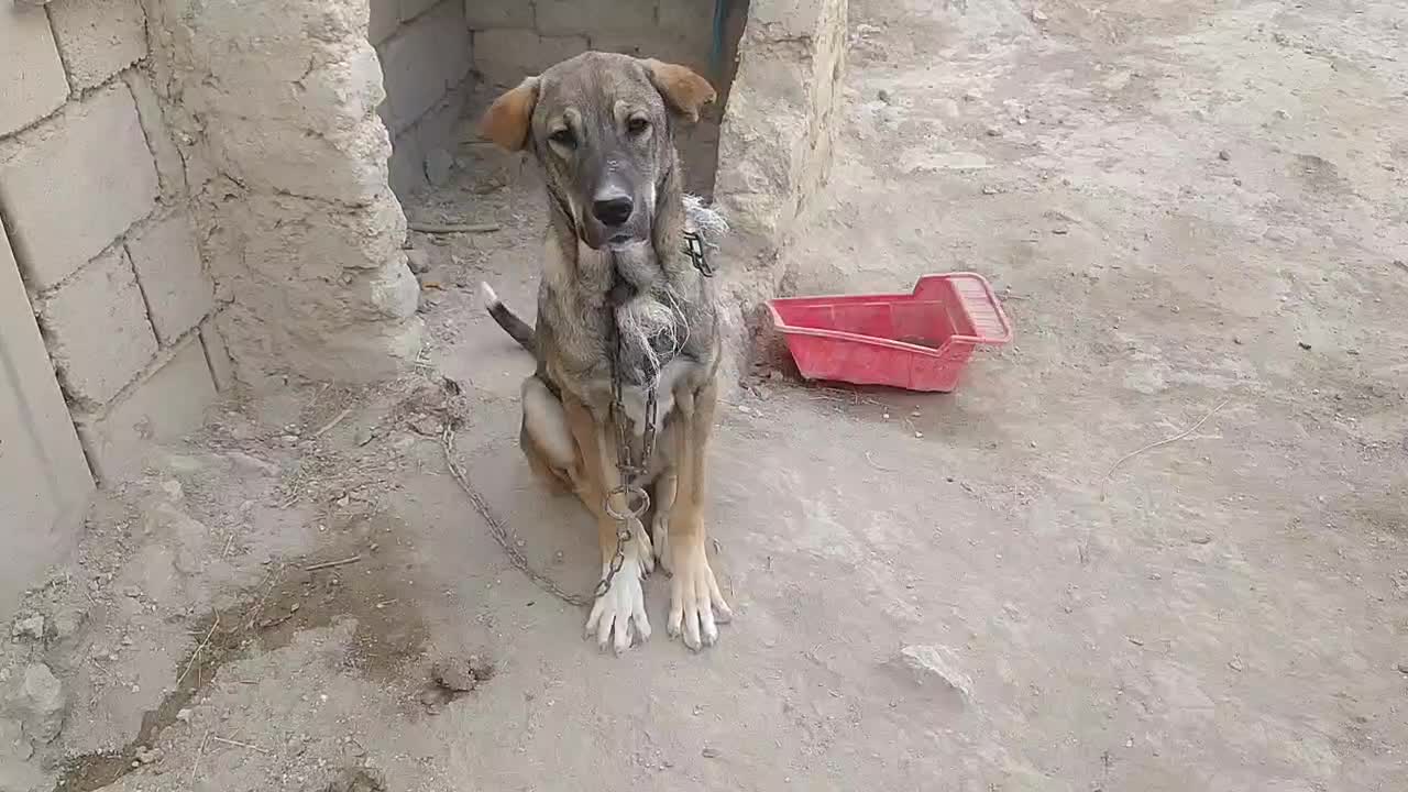 توله سگ سرابی|سگ|نظر کهریزی, |دیوار