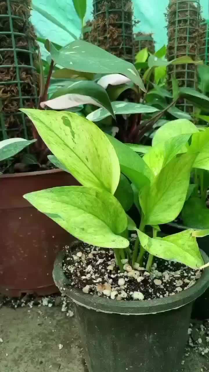 گل فروشی همیشه بهار|گل و گیاه طبیعی|ورامین, ورامین|دیوار