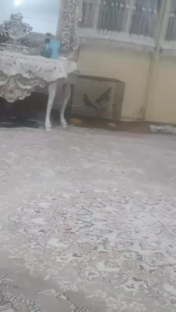 پرنده دستی|پرنده|دره شهر, |دیوار