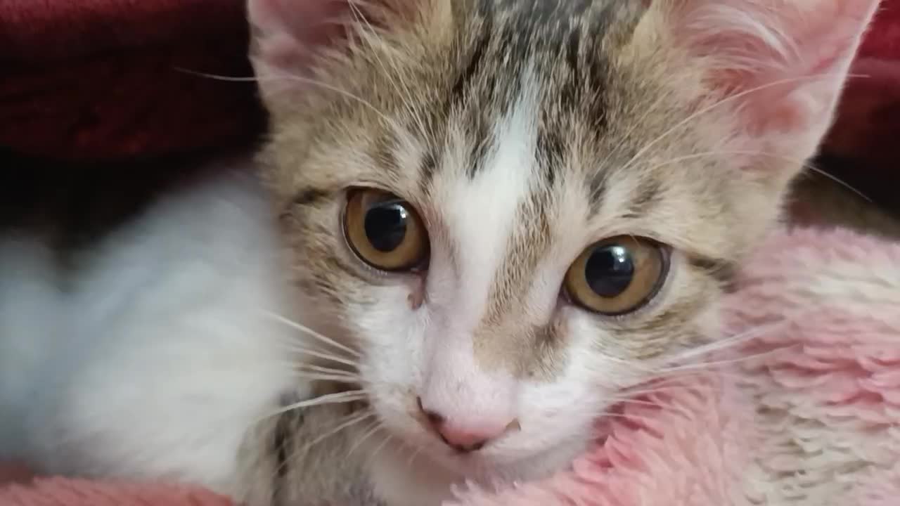 حیوانات|گربه|لاهیجان, گلستان|دیوار