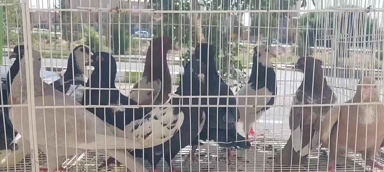 کبوتر|پرنده|رفسنجان, |دیوار
