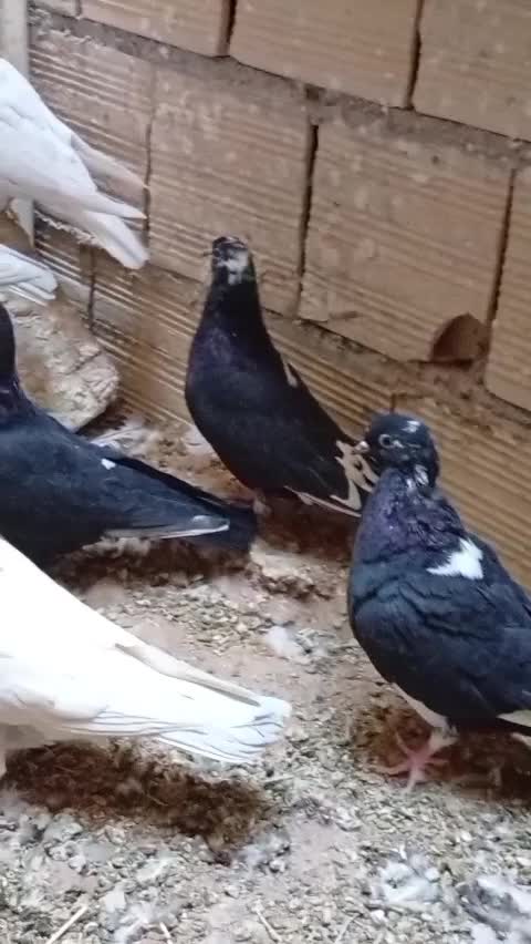 زاجر . حمال . سوسک . کشتنی|پرنده|یزد, |دیوار