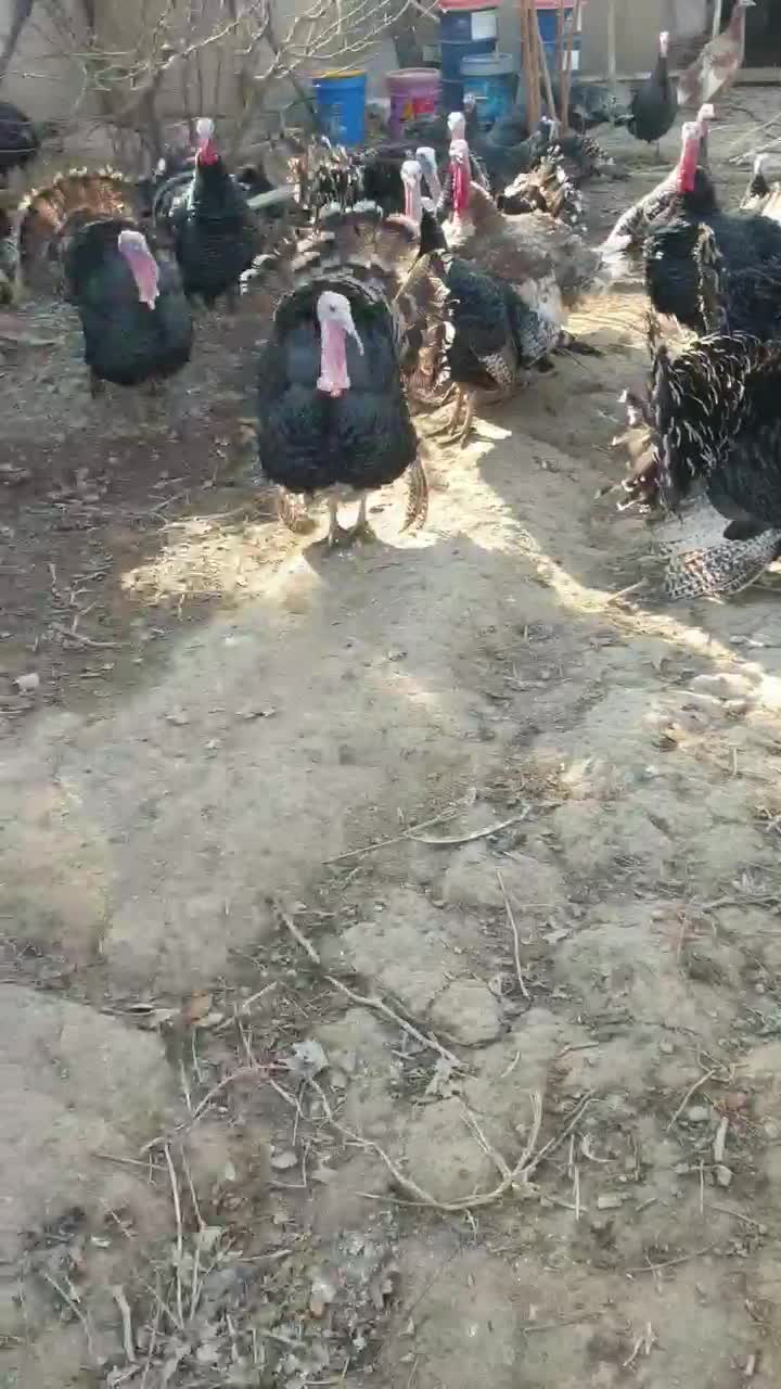 فروش بوقلمون محلی|حیوانات مزرعه|ورامین, خورین|دیوار