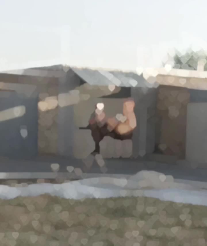 اسب|اسب و تجهیزات اسب‌سواری|معصومیه, |دیوار