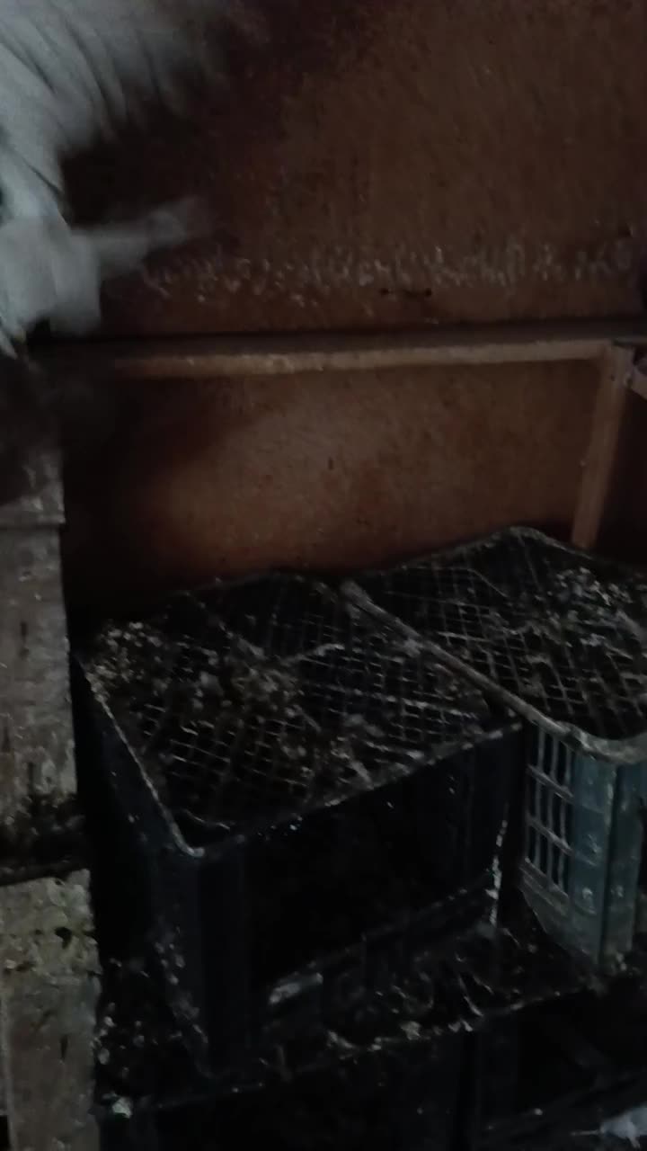 پرنده کبوتر|پرنده|تاکستان, |دیوار