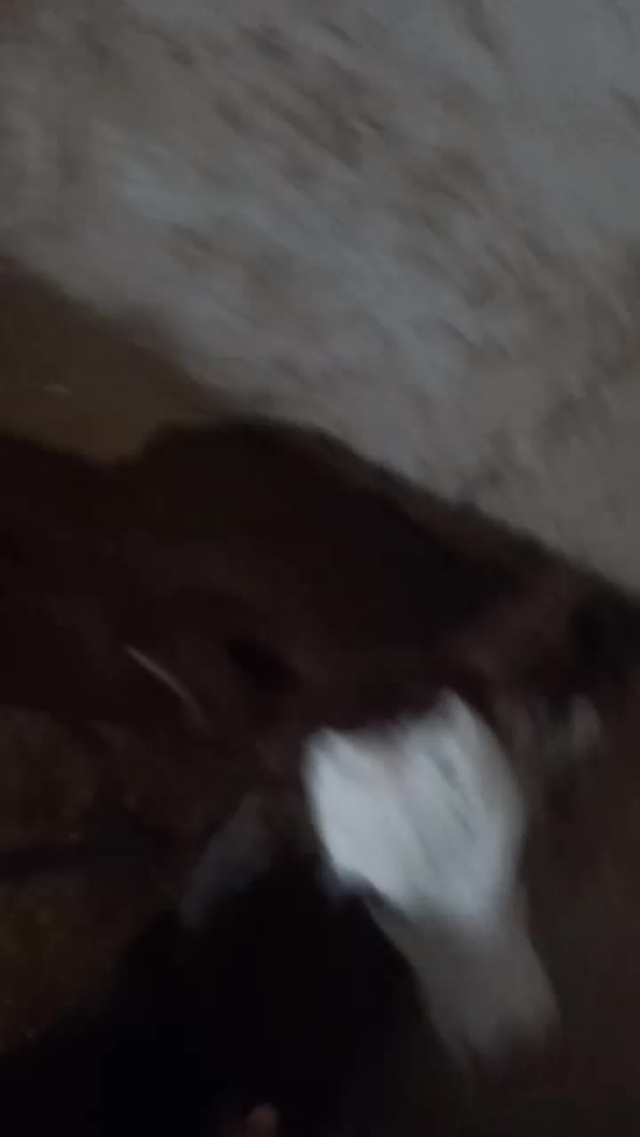 یک عدد گوساله سیمینتال شیری|حیوانات مزرعه|لیکک, |دیوار