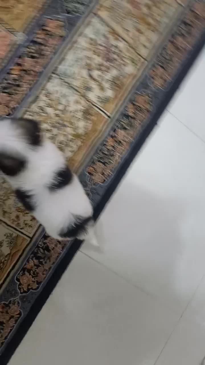 واگذاری شیتزو ۵ ماهه آموزش دیده با وسایل|سگ|بندرعباس, |دیوار