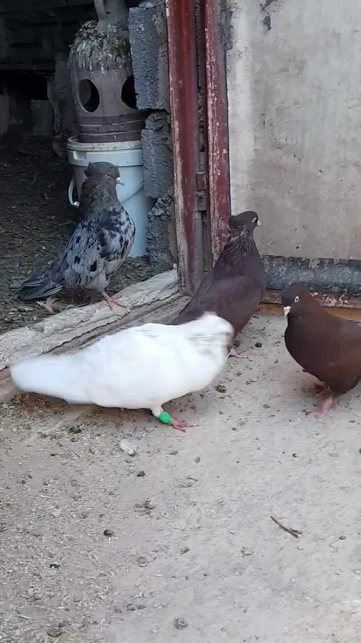 ۳ تا کبوتر سیاتی کرز و سمن|پرنده|ماهیدشت, |دیوار