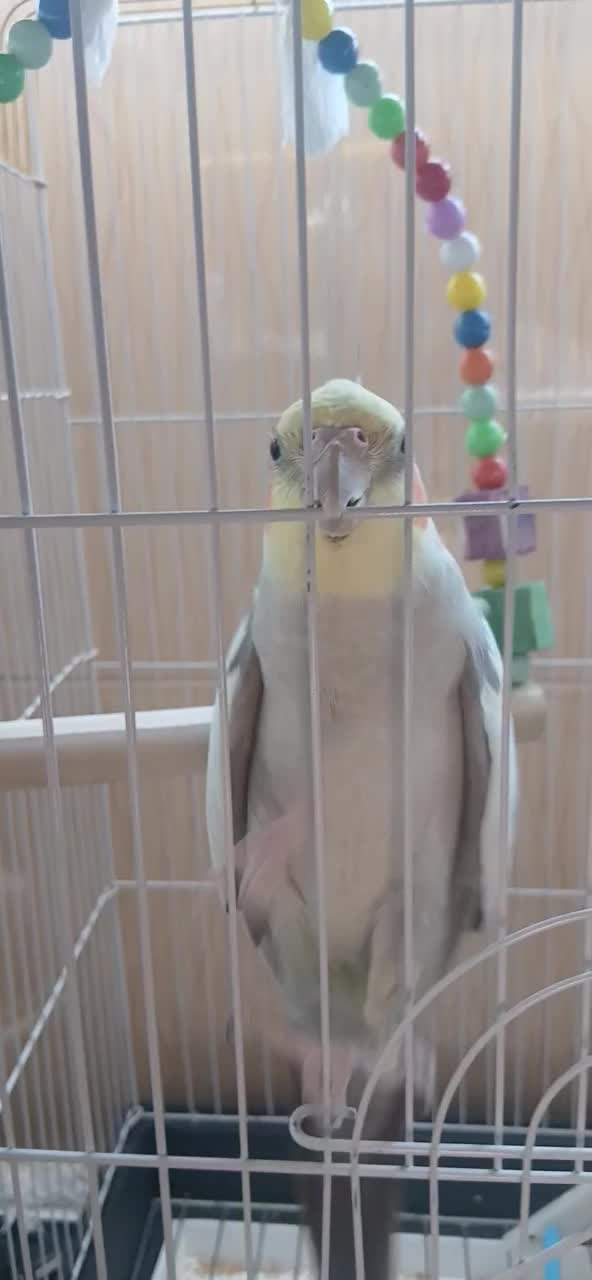 عروس هلندی|پرنده|پاکدشت, پاکدشت (مامازند)|دیوار