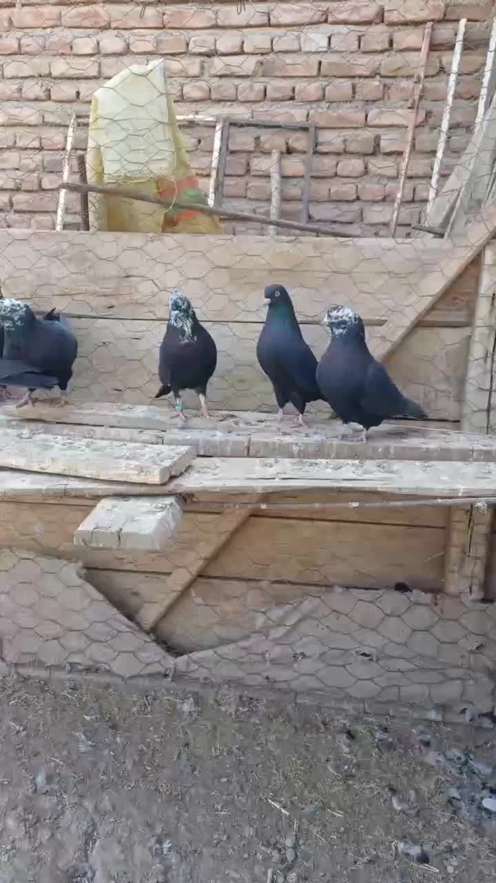 بالقره|پرنده|میاندوآب, |دیوار