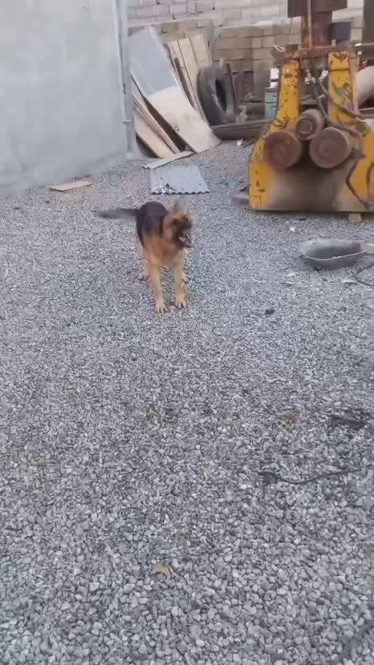 سگ ژرمن|سگ|شهرکرد, |دیوار