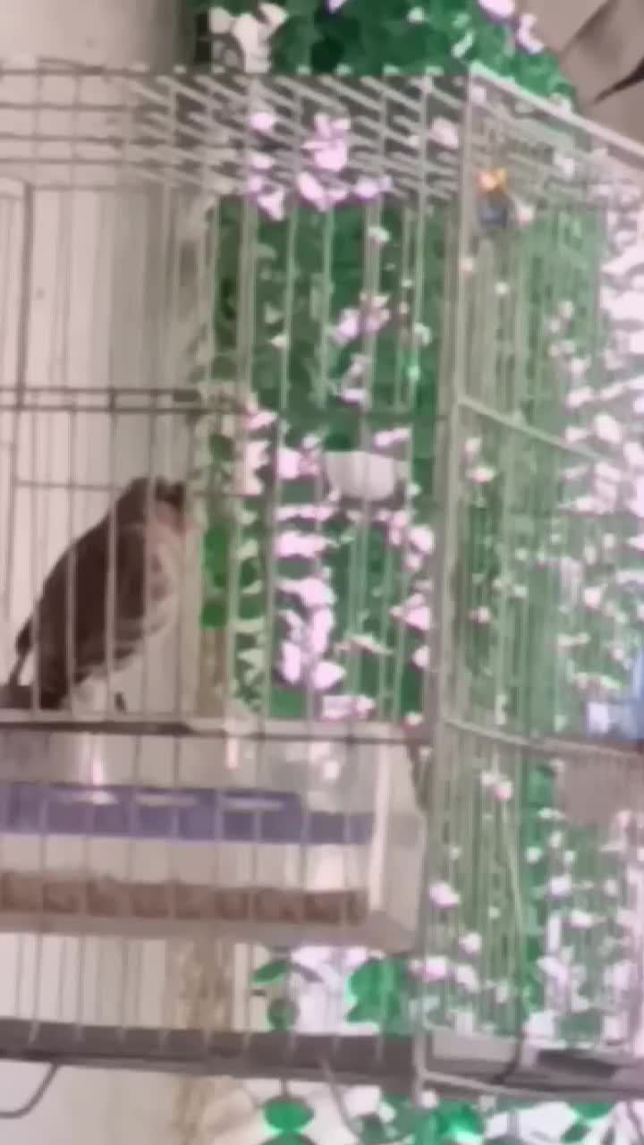 سهره قناری نر حلقه پا|پرنده|فردیس, شهرک ناز|دیوار