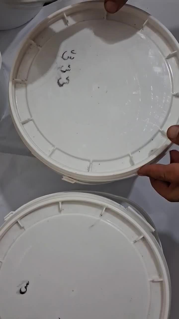 معجون مغزدار|خوردنی و آشامیدنی|ایلام, |دیوار