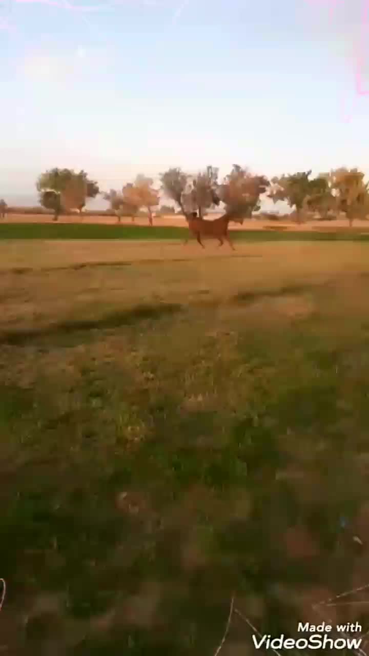 مادیان درشوری فروش با چک معتبر|اسب و تجهیزات اسبسواری|گلپایگان, |دیوار