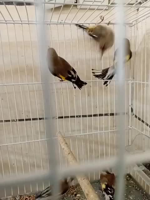 سهره سرسیاه و کرمونی|پرنده|شیراز, شهرک ولیعصر|دیوار