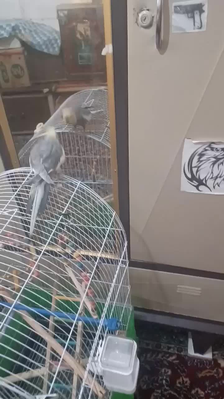 عروس هلندی دستی|پرنده|برخوار, |دیوار