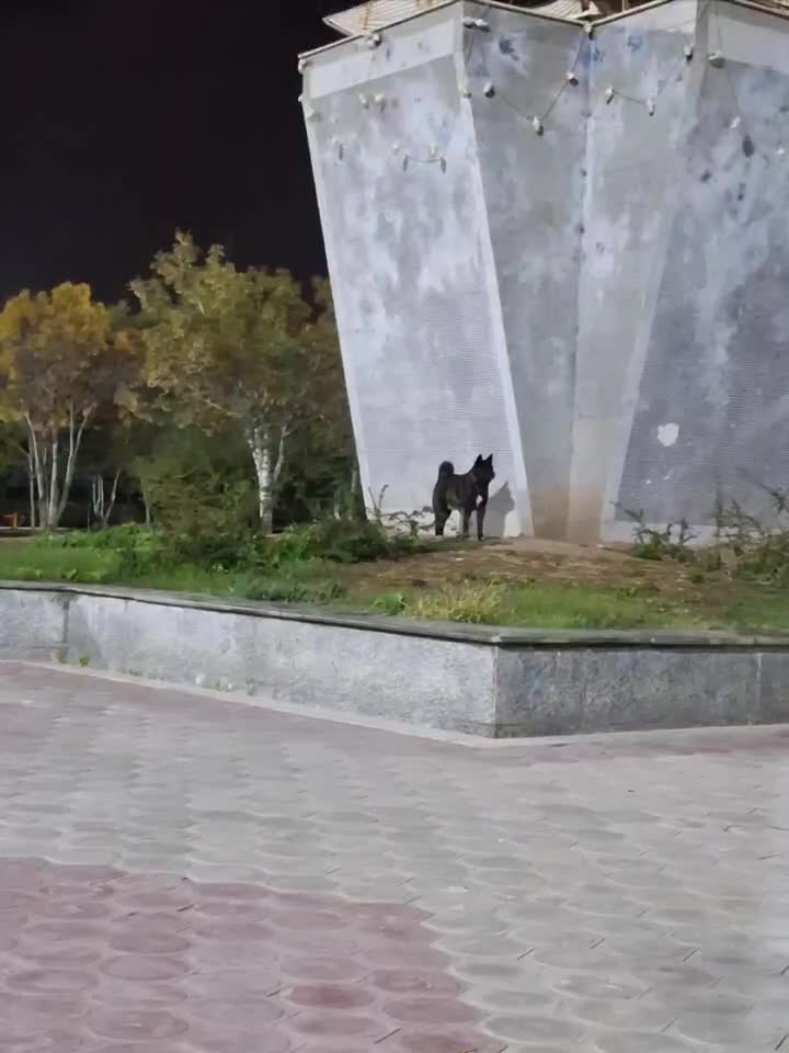 آکیتا|سگ|قزوین, |دیوار