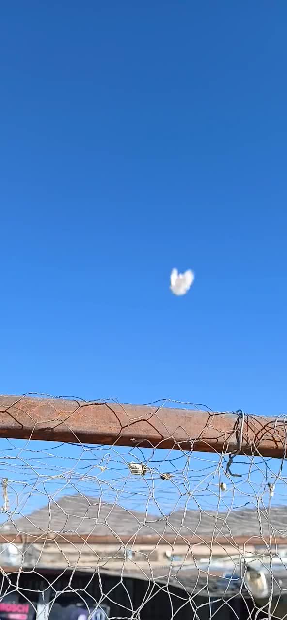 ملقی وگوک|پرنده|بافت, |دیوار