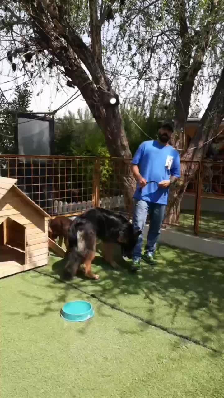 مربی سگ|خدمات آموزشی|کرج, گلشهر|دیوار