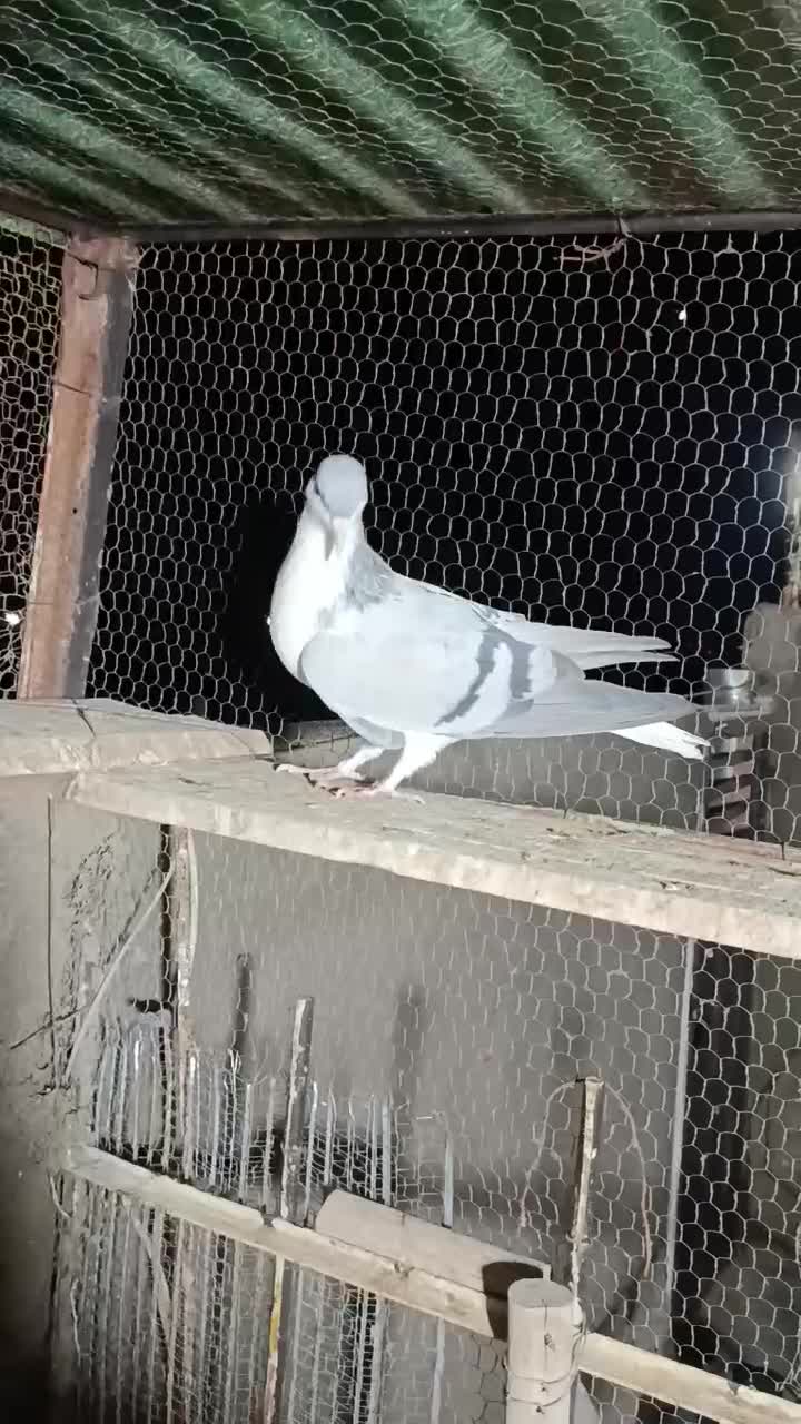 کبوتر|پرنده|قزوین, |دیوار