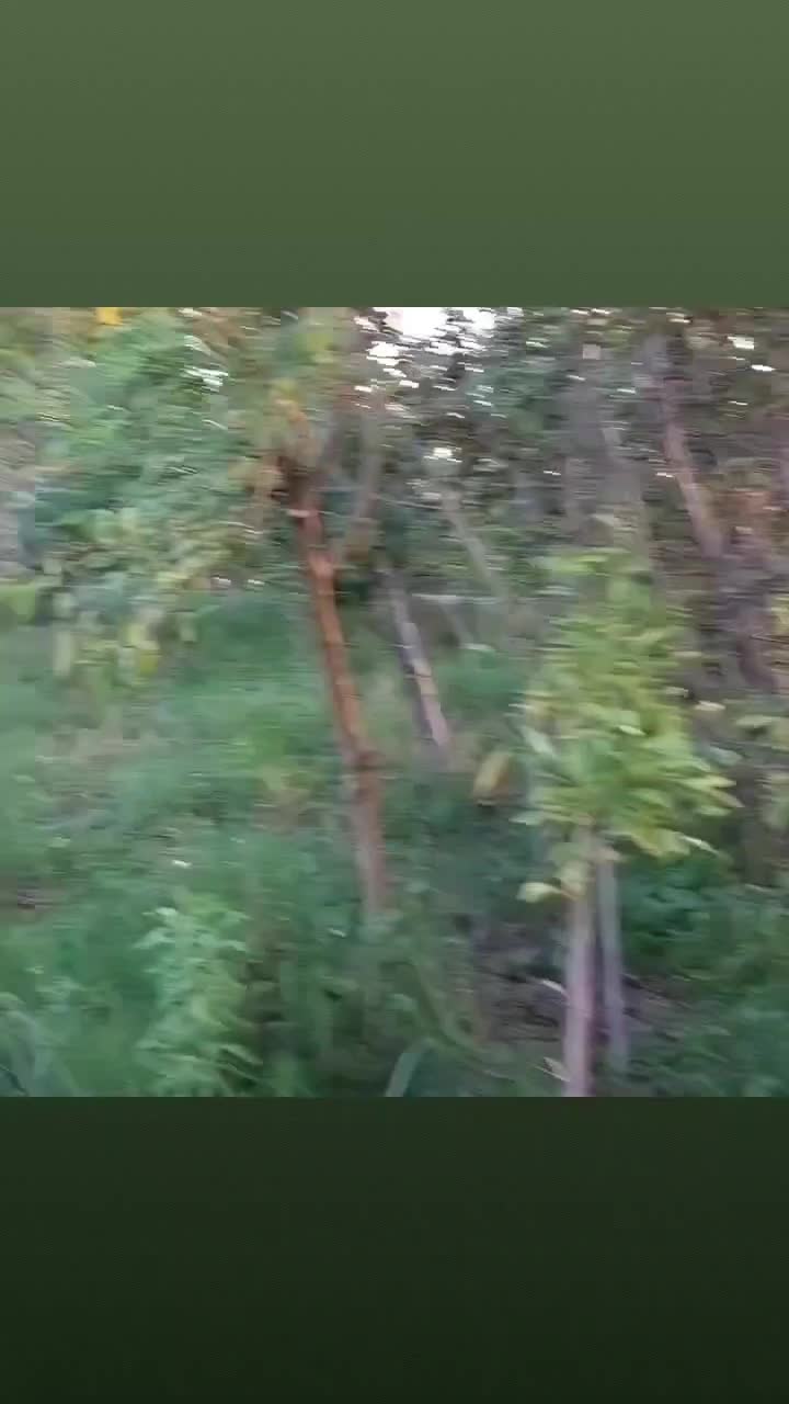 باغ ویلا|اجارهٔ کوتاهمدت ویلا و باغ|رشت, کوی غلام نیا|دیوار