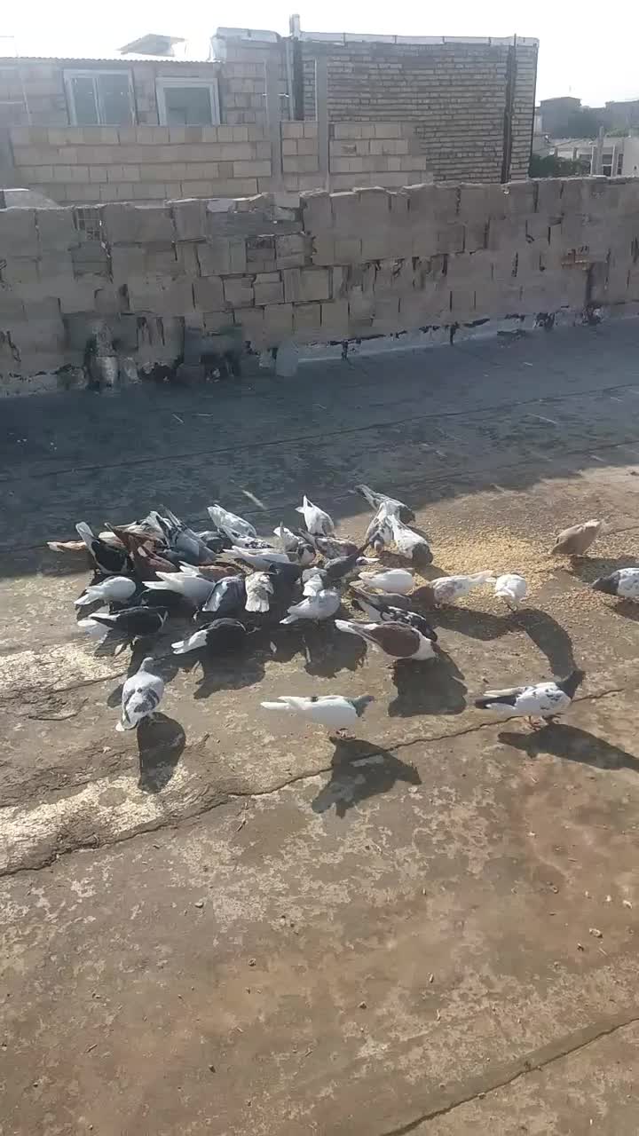 بخون داداش بعد|پرنده|تاکستان, |دیوار