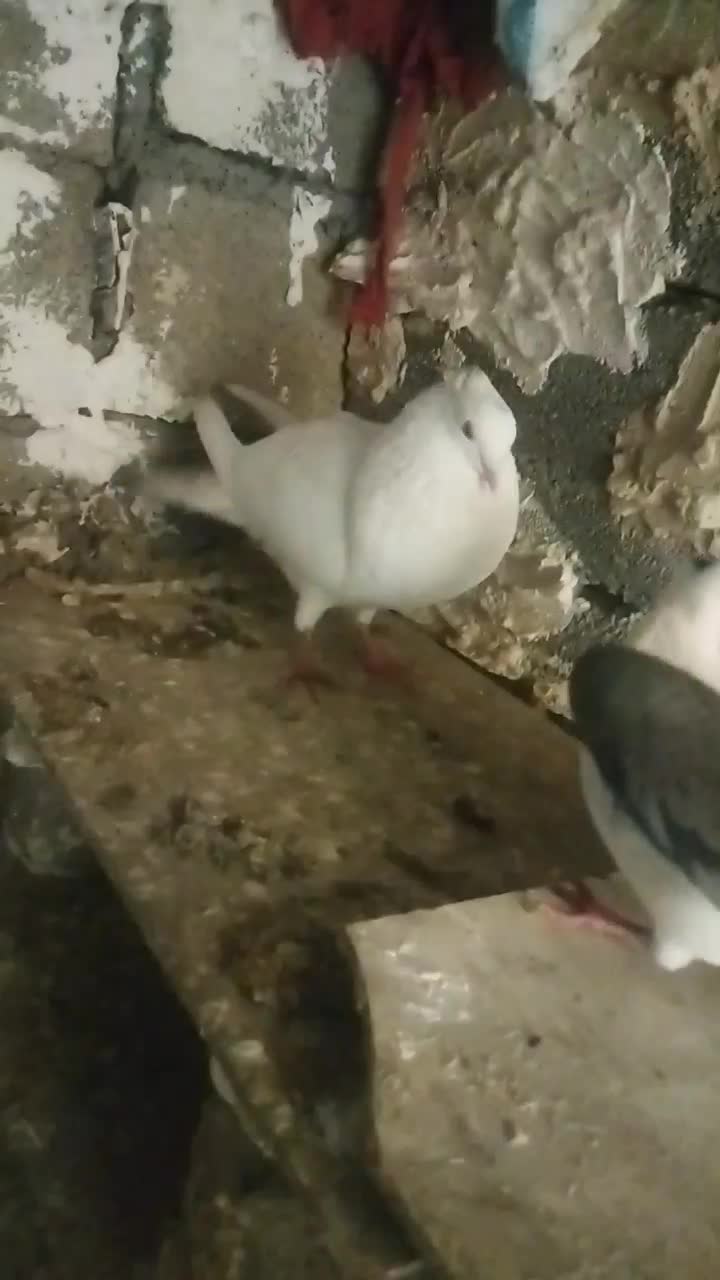 kabotar|پرنده|چگنی, |دیوار