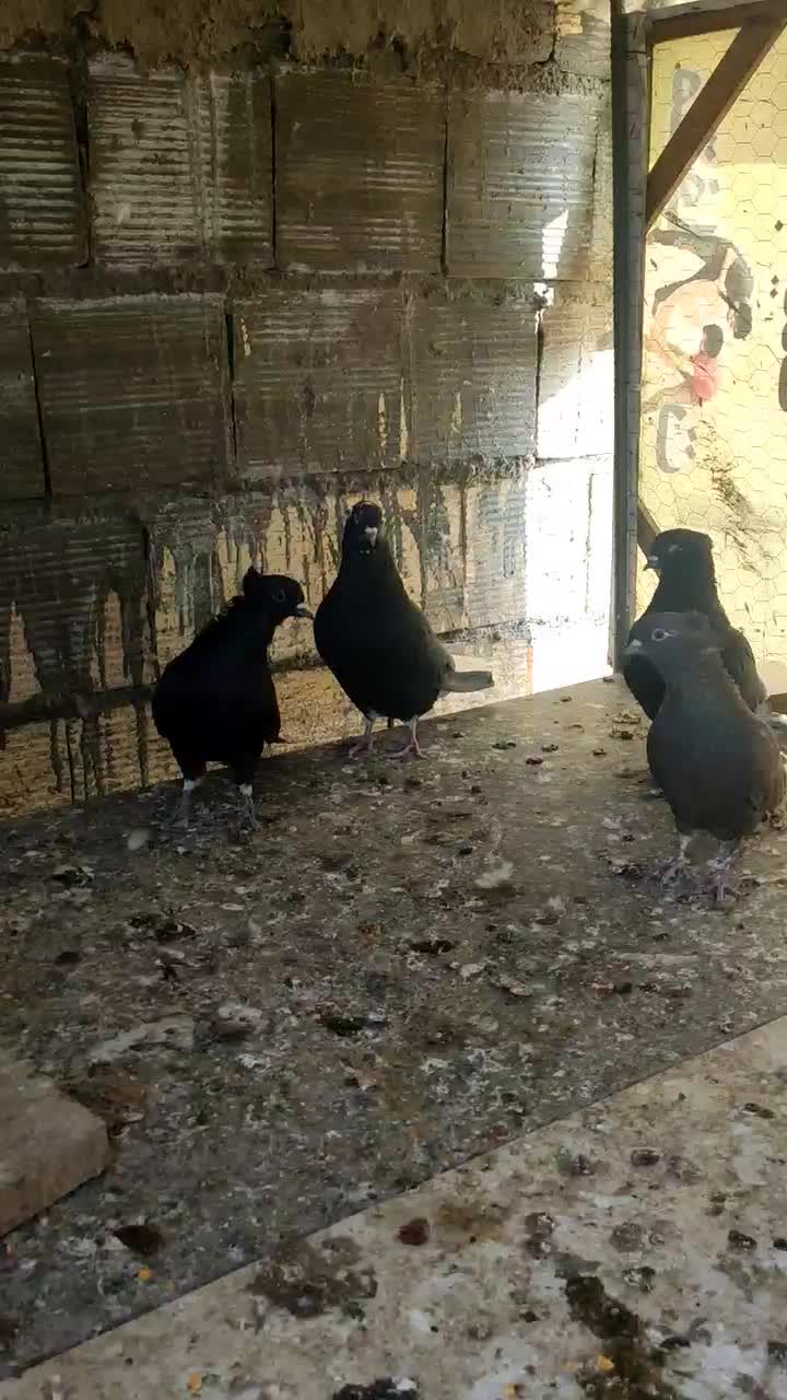 کفتر سیاه دم سفید|پرنده|برخوار, |دیوار