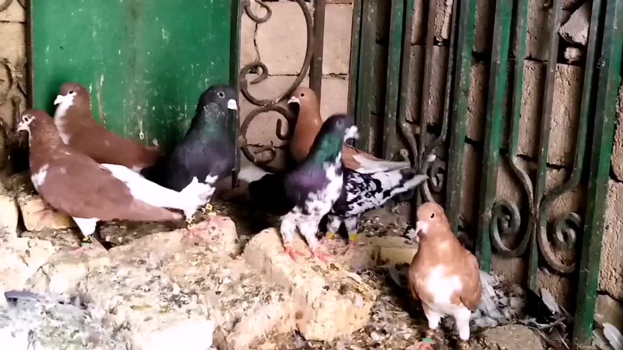 شهری|پرنده|شیراز, بید زرد|دیوار