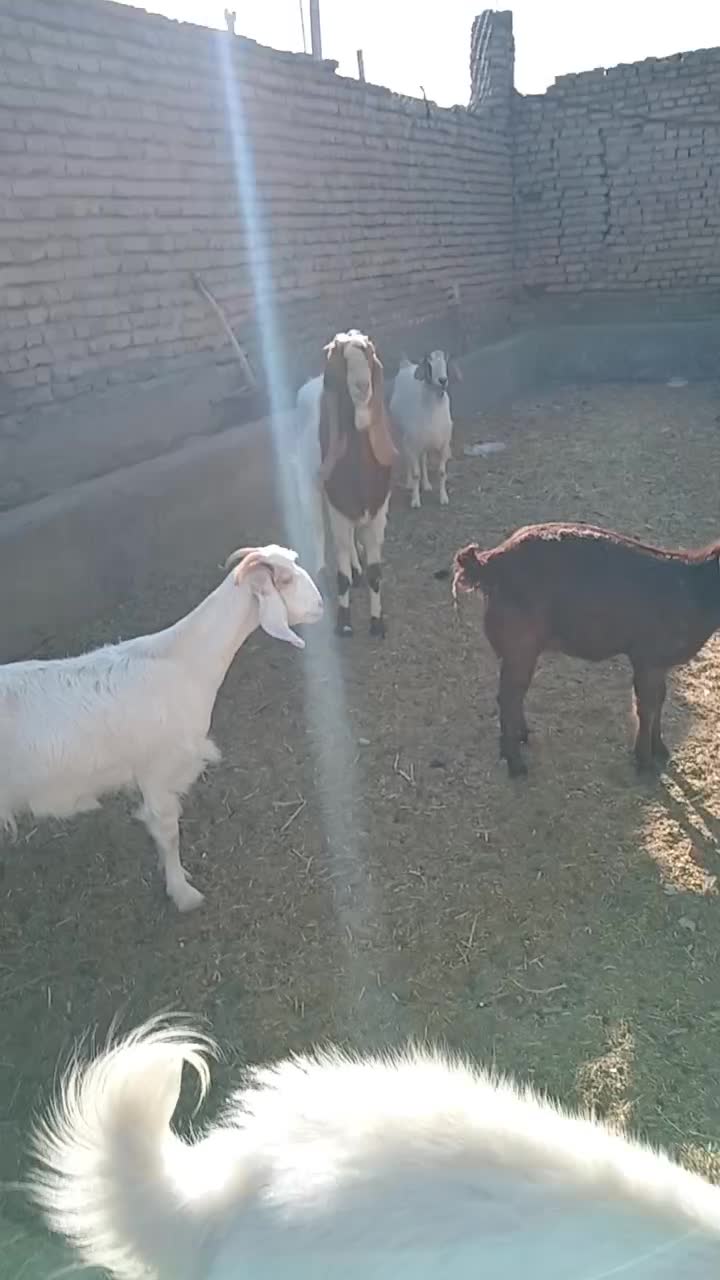 نر بز پاکستانی|حیوانات مزرعه|مشهد, شمس آباد|دیوار