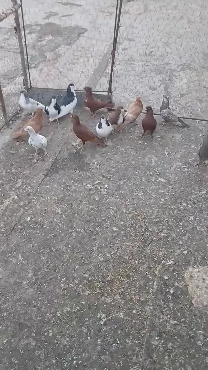 کبوتر|پرنده|تاکستان, |دیوار