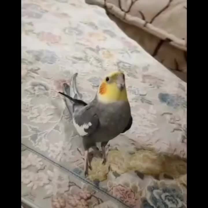 عروس هلندی|پرنده|آستارا, |دیوار