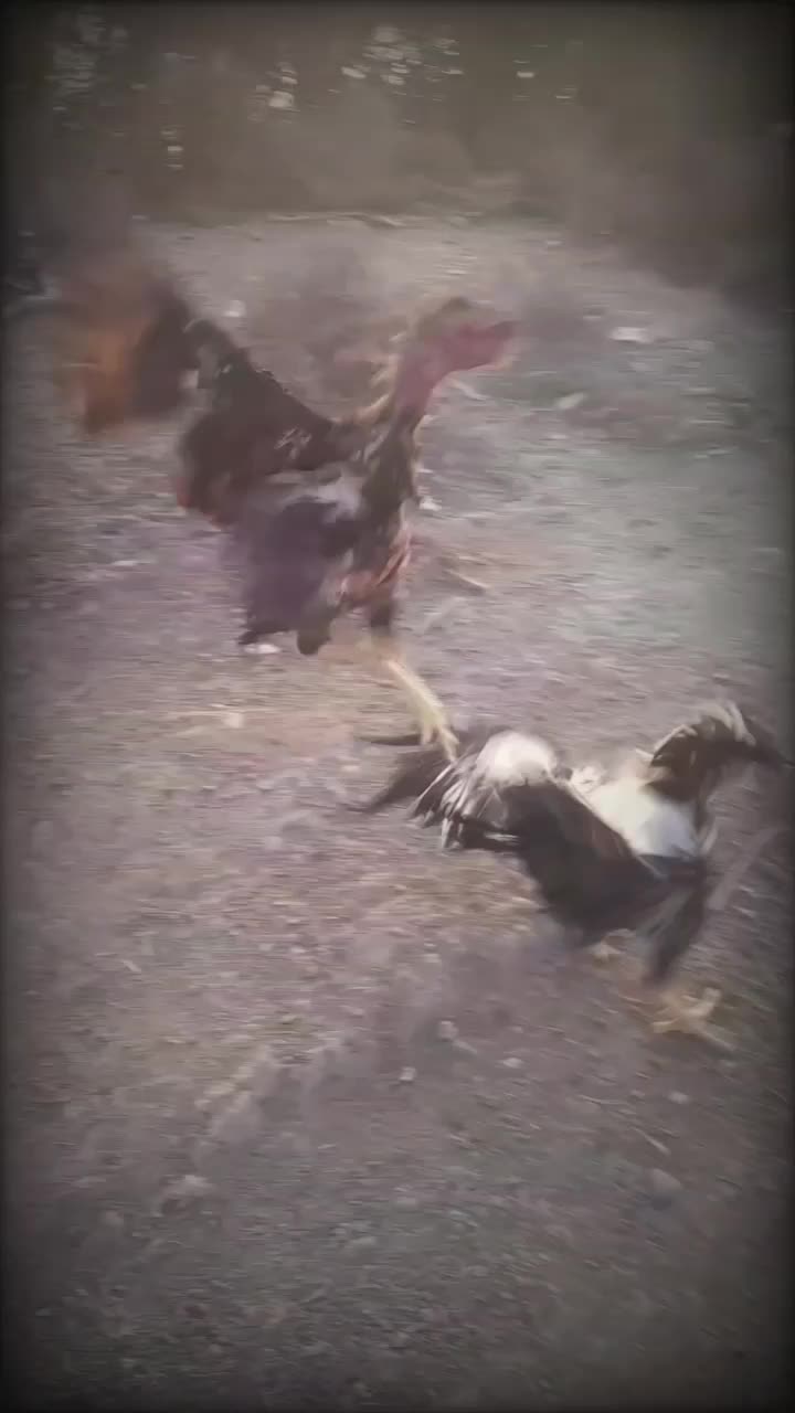 لاری صابونی نژاد دار|پرنده|پارسآباد, |دیوار