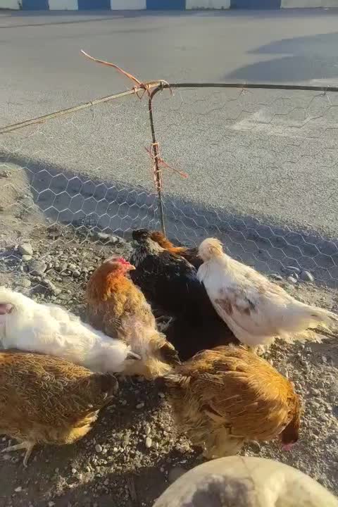 مرغ و خروس نیمچه بالغ گلپایگان|حیوانات مزرعه|خرمآباد (تنکابن), |دیوار