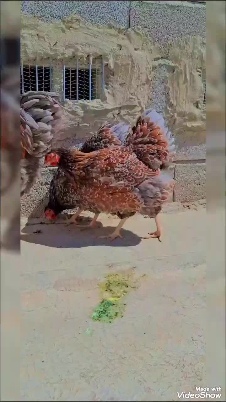 مرغ و خروس و جوجه زینتی ، برهما ، ویاندوت،جاپنیز،|حیوانات مزرعه|تبریز, |دیوار